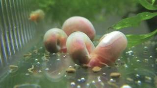 （HD）ラムズホーン（Ramshorn snail） [upl. by Kcirdle]