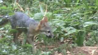 jeune renard gris  young gray fox [upl. by Gerdy]