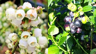 Blueberry  Vaccinium Chippewa  💜DELICIOUS Berries amp Pretty Flowers HALFHIGHBUSH Blueberry [upl. by Raman168]