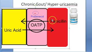 Pharmacology 248 b Probenecid Penicillin Uric Acid Gout Gouty Arthritis HyperUricemia OATP [upl. by Nirak104]