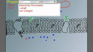 Structure and Function of the Cell Membrane [upl. by Jaquelyn]