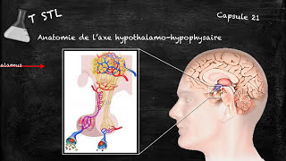 Capsule n°21  laxe hypothalamohypophysaire [upl. by Salokkin]