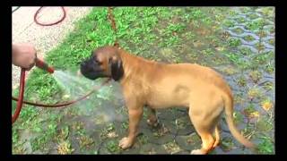 bullmastiff 4 month [upl. by Michon]