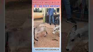 Nadipathy Goshala cute life village farm pets reels trending love india youtube tiktok [upl. by Bilac]