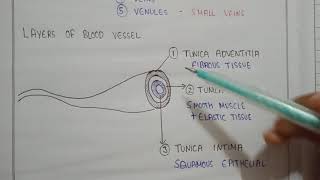 The Circulatory System Part 2 Blood Vessels [upl. by Stefan]