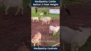 Nadipathy goshala cow minicow babyanimals trending animals indian yt [upl. by Sarkaria]