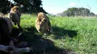 201001 Antelope Park  Zimbabwe  Lion Feedmp4 [upl. by Ahsiemac994]