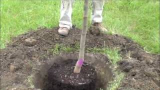 How to plant a potted tree [upl. by Kahlil]