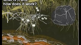 Mycorrhiza II – what is it and how does it work [upl. by Habas685]