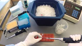 PCR Protocol  Part 1 [upl. by Ailedamla]