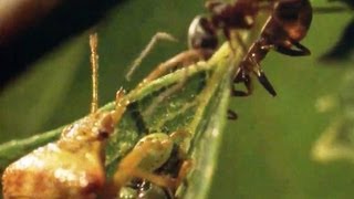 Ants VS Parent Bug  Natural World  BBC Earth [upl. by Reivad]