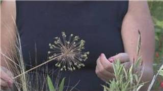 Growing Plants From Seeds  How to Grow Alliums From Seeds [upl. by Ran]