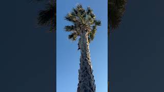 How Old Do Washingtonia Robusta Live [upl. by Yeruoc]