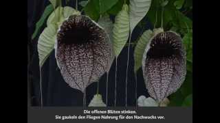 Aristolochia grandiflora [upl. by Eelaras]