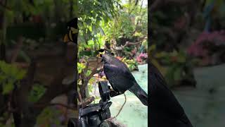 Mynah birds who dont want to go to work dont want us to live stream anymore Come to Chimelong [upl. by Rivalee]