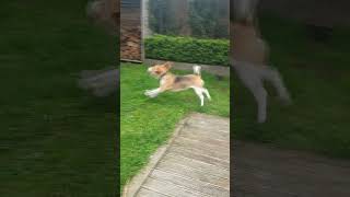 Beagle Dog Barks Excitedly at Seeing a Bird [upl. by Orgel]