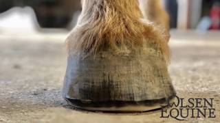 Satisfying Easy to follow Olsen Equine’s Barefoot Trim a step by step guide to trimming a horse [upl. by Brander]