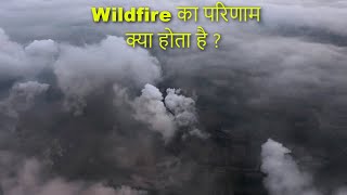 Wildfire का परिणाम क्या होता है   wildfire result disaster climatechange forest [upl. by Waldron]