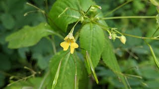 Розривтрава дрібноквіткова Impatiens parviflora DC [upl. by Ilrebmyk]