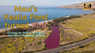 Pink Water at Kealia Pond National Wildlife Refuge  Maui HI  November 2023 [upl. by Ahsaet60]