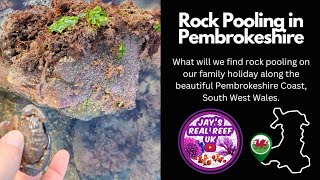 Rock Pooling on the Pembrokeshire Coast [upl. by Annis]