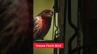 House Finch Bird  Physical Characteristics  Habitat  Diet  Behavior  101 Facts usaanimal [upl. by Eelessej247]