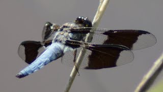 Common Whitetail Dragonfly Male [upl. by Arretak]