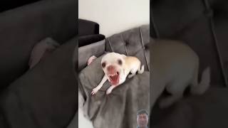 chihuahua dog funny puppy pets comedy mreviatar cuteanimal cat catvaccination [upl. by Ainotal]