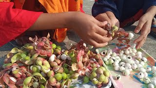 Manila tamarind pithecellobium dulce  camachile fruit  Jalebi fruit  Madras thorn [upl. by Stoat]