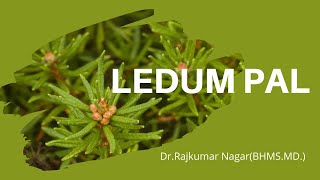 Ledum Palustre by DrRajkumar Nagar BHMSMD [upl. by Fugazy]