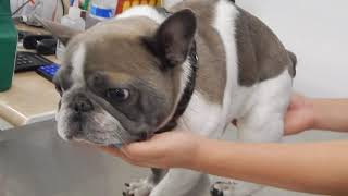 Dr Kraemer Vet4Bulldog French Bulldog Vertebral Malformation Back Problem Hemivertebrae Kypohsis [upl. by Aneleasor]