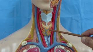 ANATOMIE FMPM THYROIDE [upl. by Alleciram]