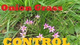 How To Control Onion Grass In Your Lawn  Onion Grass Onion Weed Destiny Herbicide [upl. by Hsemar]