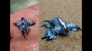 5 Facts about Glaucus Atlanticus Blue sea slug [upl. by Letnuahs]