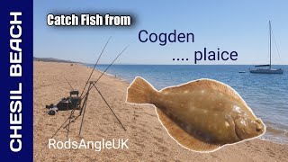 Catch Fish from Chesil Beach COGDEN … plaice [upl. by Atiekram]