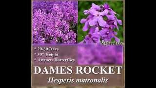 Dames Rocket Seed Queen’s Gilliflower  Hesperis matronalis FLOWER SEEDS on wwwMySeedsCo [upl. by Rusell]