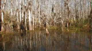 Everglades Mountains and Valleys Cypress Dome [upl. by Ruvolo]