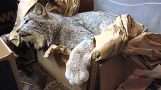 Max Canada Lynx A Minute of Fun [upl. by Anawot]