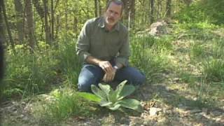 Mullein  Verbascum thapsus [upl. by Ydnih305]