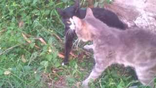 EPIC CAT FIGHT 2014 [upl. by Ashmead]