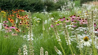 Sonnenhut Pflanze  Echinacea  mit diesem Trick habt ihr länger tolle Blüten im Garten [upl. by Aisatana]