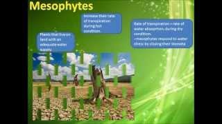 Osmoregulation in plants part 1 [upl. by Neeloc]