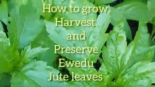 How to Grow  Harvest and Preserve Ewedu Jute leaves [upl. by Erasaec]