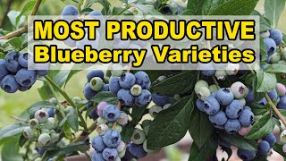 Most Productive Blueberry Varieties [upl. by Berhley860]