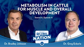 S5E11  Metabolism in Cattle for Muscle and Overall Development with Dr Bradley Johnson [upl. by Niggem]