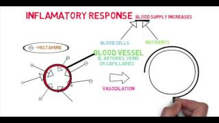 What Is The Immune System  the second line of defense [upl. by Ecidnak177]