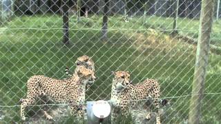 Cheetahs Meowing like Kitty Cats at Orana Wildlife Park in Christchurch New Zealand [upl. by Eatnoj]