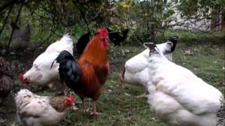 Reportage les poules pondeuses [upl. by Kceb]