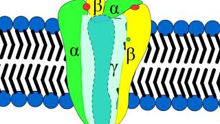 Structure of GABA receptor mechanism of action of benzodiazepines sedatives barbiturates [upl. by Mcripley750]