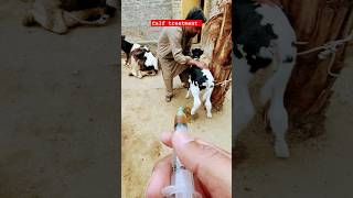 calf treatment theileriacow veterinarymedicine animals animalmedicine newmusic dance cow [upl. by Kopple327]